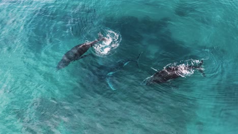 Pod-of-Humpback-Whales-stop-to-rest-during-their-yearly-migration-to-mate,-calve-and-nurture-their-newborns