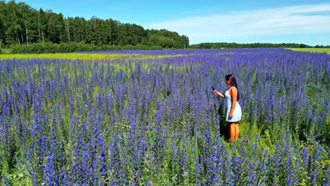 Frau-Steht-Im-Sommer-Auf-Einem-Lila-Blumenfeld---Drohnenaufnahme