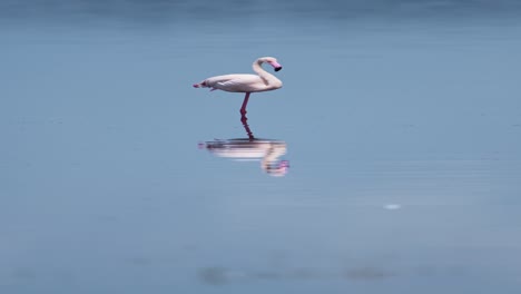 Flamenco-Parado-Sobre-Una-Pierna-En-El-Lago-En-Tanzania-En-El-Lago-Ndutu-En-áfrica,-Video-Vertical-Para-Redes-Sociales,-Carretes-De-Instagram-Y-Tiktok-En-El-área-De-Conservación-De-Ngorongoro-En-El-Parque-Nacional-Ndutu-En-Tanzania