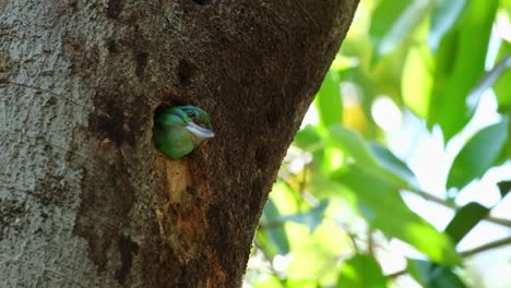 Peering-and-looking-around-from-its-nest,-a-Mustached-Barbet-Psilopogon-incognitus-is-waiting-for-its-mate-as-it-lays-on-its-nest-inside-a-national-park-in-Thailand