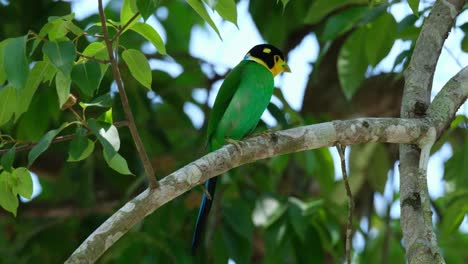 Looking-down-from-its-perch,-a-Long-tailed-Broadbill-Psarisomus-dalhousiae-is-resting-on-a-tiny-branch-of-a-tree-inside-a-national-park-in-Thailand