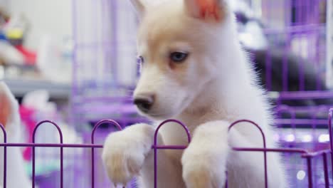 Adorable-husky-puppy-with-blue-eyes-peeks-over-a-purple-cage-in-a-pet-store