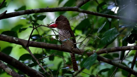 Habitat-Aufnahme-Eines-Weiblichen-Bebänderten-Eisvogels-(Lacedo-Pulchella),-Der-Teilweise-Von-Den-Winzigen-Zweigen-Eines-Baumes-In-Einem-Nationalpark-In-Thailand-Bedeckt-Ist