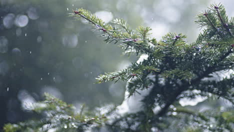 Regen-Fällt-Sanft-Auf-Tannenzweige-In-Einer-Ruhigen-Waldlandschaft