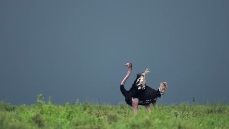 Slow-Motion-Ostrich-Walking-in-African-Plains-Scenery-Under-Stormy-Storm-Clouds-and-Dramatic-Stormy-Sky-in-Rainy-Season-in-Ngorongoro-Conservation-Area-in-Ndutu-National-Park-in-Tanzania,-Africa