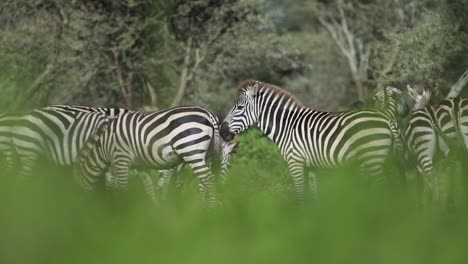 Slow-Motion-Zebra-Herd-in-Tanzania-in-Africa-on-African-Animals-Safari-at-Ngorongoro-Conservation-Area-in-Ndutu-National-Park,-African-Wildlife-in-the-Wild-with-Lush-Green-Greenery