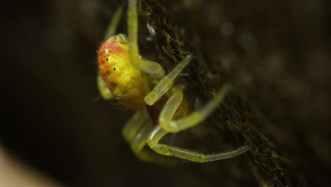 Macro-shot-of-Cucumber-Green-Spider-on-a-Web