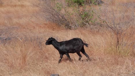 Kacang-Goat,-Indonesian-livestock,-Savanna-Tianyar-rural-destination