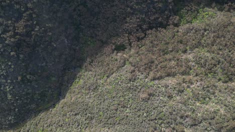 Vista-De-Las-Copas-De-Los-árboles-De-La-Isla-Canguro,-Australia