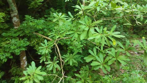 Drone-flies-through-green-trees-in-forest-of-Santa-Marta,-Colombia