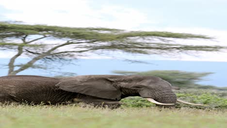 African-Elephant-in-Tanzania-in-Africa,-Vertical-Animal-Video-for-Social-Media,-Instagram-Reels-and-Tiktok-of-Elephants-in-Ngorongoro-Conservation-Area-at-Ndutu-National-Park-on-Wildlife-Safari