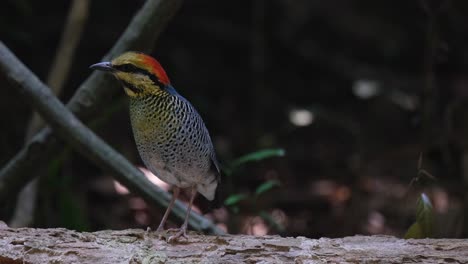 Cambiando-Su-Posición-De-Derecha-A-Izquierda,-Un-Pitta-Hydrornis-Cyaneus-Azul-Mira-A-Su-Alrededor-En-Busca-De-Cualquier-Cosa-Que-Se-Encuentre-A-Su-Alrededor.