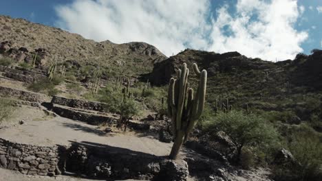 Drone-shot-of-flying-above-the-Ruins-of-Quilmes-in-the-remote-outskirts-of-Tucumán,-Argentina,-saguaro-cactus-grown-on-the-arid-land