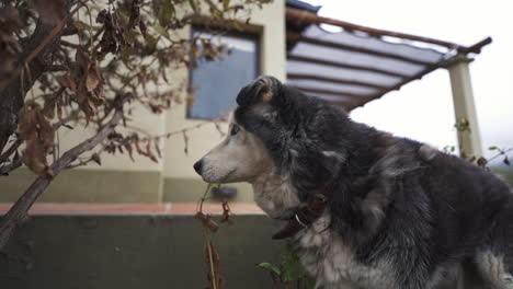 Siberian-Husky-Dog-with-bright-blue-eyes,-looking-around,-shot-in-slowmotion