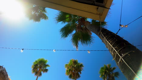 Looking-up-at-palm-trees-and-festive-string-lights-under-a-bright-sun-and-clear-blue-sky