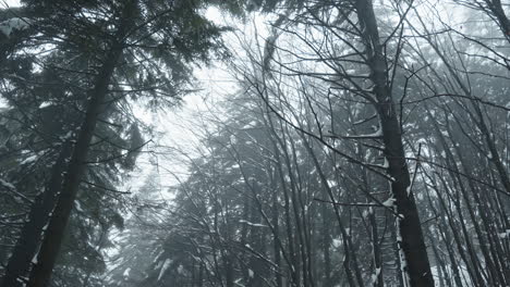 Misty-forest-with-tall-trees-and-bare-branches-on-a-cold-winter-day