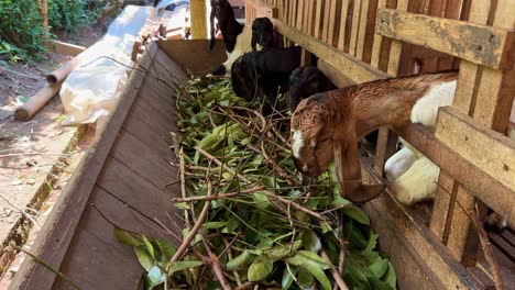 Goats-eating-green-leaves-in-the-wooden-farm-stable