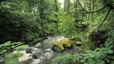 Flowing-River-in-Tropical-Forest-Scenery-in-Africa,-Lush-Greenery-Landscape-in-Kilimanjaro-National-Park-in-Tanzania-in-African-Scene-of-Water-and-Green-Trees-and-Nature