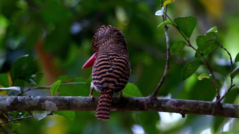 Herauszoomen-Aus-Einem-Weiblichen-Bebänderten-Eisvogel-(Landoco-Pulchella),-Der-Auf-Der-Linken-Seite-Des-Rahmens-Zu-Sehen-Ist,-Während-Er-Auf-Einem-Baum-Im-Wald-Von-Thailand-Sitzt