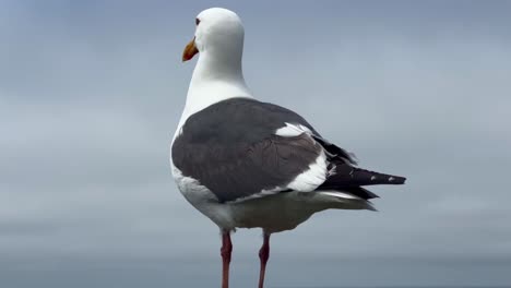 Cinematic-close-up-shot-of-a-seagull-standing-on-a-post-looking-out-at-the-ocean-on-California's-Central-Coast