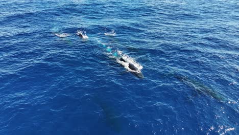 Drohnenaufnahme-Einer-Herde-Buckelwale,-Die-Im-Blauen-Ozeanwasser-Schwimmen