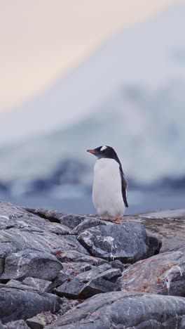 Penguins-at-Sunset-in-Antarctica,-Gentoo-Penguins-and-Antarctica-Wildlife-and-Animals-on-Antarctic-Peninsula-at-Sunrise,-Vertical-Video-for-Social-Media,-Instagram-Reels-and-Tiktok