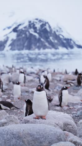 Penguins-and-Mountains-in-Antarctica,-Gentoo-Penguin-Colony-and-Antarctica-Wildlife-and-Animals-on-Antarctic-Peninsula,-Vertical-Nature-Video-for-Social-Media,-Instagram-Reels-and-Tiktok