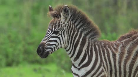 Baby-Zebra-on-African-Animals-Safari,-Cute-Young-Zebras-in-Africa-at-Ngorongoro-Conservation-Area-in-Ndutu-National-Park-in-Tanzania,-on-African-Wildlife-in-the-Wild