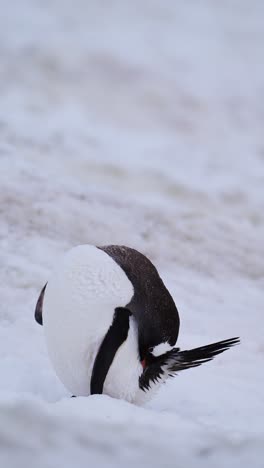 Pinguine-In-Der-Antarktis,-Eselspinguine-Und-Antarktische-Wildtiere-Und-Tiere-Auf-Der-Antarktischen-Halbinsel,-Vertikales-Video-Für-Soziale-Medien,-Instagram-Reels-Und-Tiktok