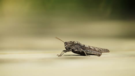 Gran-Insecto-Saltamontes-De-Cerca,-Tiro-En-ángulo-Bajo-De-Enormes-Insectos-Grandes-En-La-Selva-Tropical-De-Argentina-En-América-Del-Sur,-Hermoso-Tiro-Macro-Natural