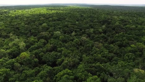 vast-and-dense-canopy-of-the-Peten-jungle-as-seen-from-a-drone’s-perspective,-showcasing-the-natural-beauty-and-unbroken-expanse-of-greenery-that-characterizes-this-region