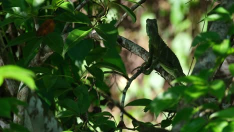 Sitting-without-any-movement,-a-Chinese-Water-Dragon-Physignathus-cocincinus-is-heavily-camouflaged-by-the-foliage-in-a-National-Park-in-Thailand