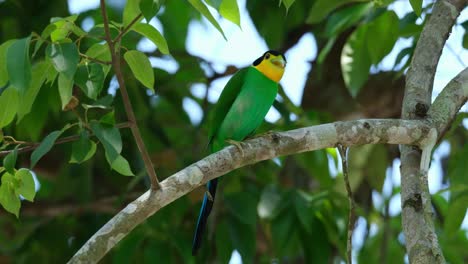 Sitting-on-a-branch-of-a-tree-inside-a-national-park-in-Thailand,-a-Long-tailed-Broadbill-Psarisomus-dalhousiae-flies-towards-the-right-side-of-the-frame