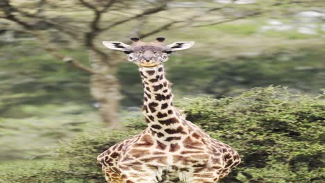 Nahaufnahme-Eines-Giraffenporträts-In-Afrika,-Afrikanische-Tiersafari,-Vertikales-Tiervideo-Für-Soziale-Medien,-Instagram-Rollen-Und-Tiktok-Einer-Giraffe-In-Einem-Wald-Im-Serengeti-Nationalpark-In-Afrika