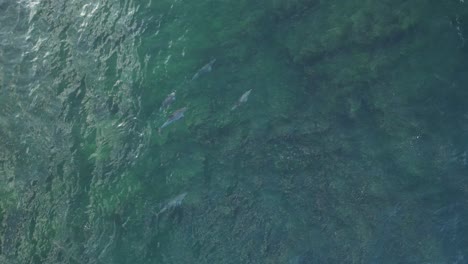 Overhead-Shot-Of-Group-Of-Dolphins-Swimming-In-Indian-Ocean,-Western-Australia