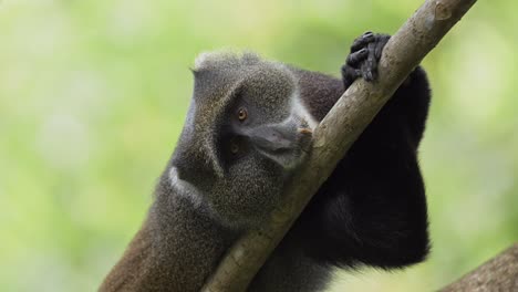 Monkey-Lying-in-a-Tree-in-Africa-in-Kilimanjaro-National-Park-in-Tanzania-on-an-African-Wildlife-and-Animals-Safari,-Close-Up-of-Blue-Monkeys-in-Forest-Trees-on-a-Branch-High-Up-in-Branches