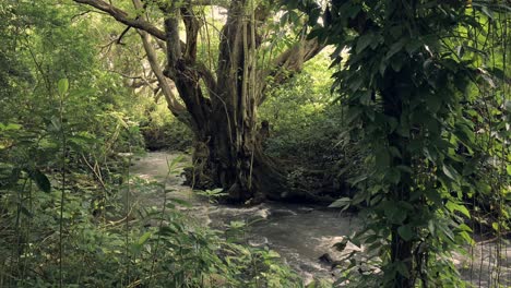 Fließender-Fluss-In-Tropischer-Waldlandschaft-In-Afrika,-üppige-Grüne-Landschaft-Im-Kilimandscharo-Nationalpark-In-Tansania-In-Afrikanischer-Szene-Aus-Wasser-Und-Grünen-Bäumen-Und-Natur