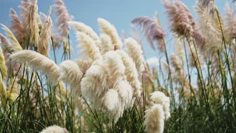 Pampasgraspflanzen-Wiegen-Sich-Im-Wind,-Nahaufnahme-Des-Hintergrunds-Von-Gräsern,-Die-Bei-Windigem-Wetter-Sanft-Wehen,-Wunderschöne-Naturaufnahme-Mit-Gedeckten-Farben