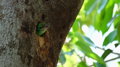 Moving-its-head-forward,-a-Mustached-Barbet-Psilopogon-incognitus-looks-around-to-secure-its-nest-that-is-nestled-on-a-tree-in-a-national-park-in-Thailand