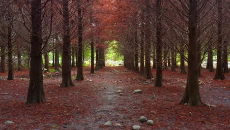 Aerial-reverse-flyover-a-tranquil-forest-path-lined-with-autumnal-Bald-Cypress-trees,-under-a-natural-canopy-of-bare-branches,-with-dappled-sunlight-filtering-through-the-deciduous-conifer-forests