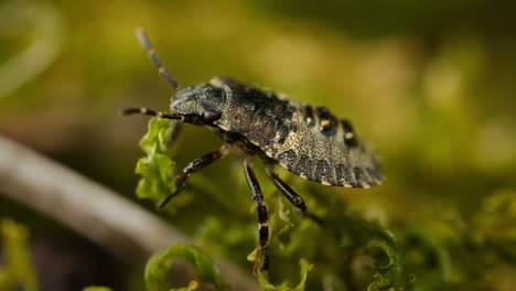 Nahaufnahme-Einer-Gefleckten-Schildwanze-Auf-Grünem-Laub