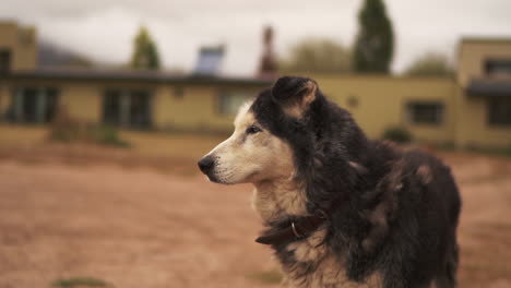 Siberian-husky-on-outdoor-field,-cute-husky-dog-in-slowmotion