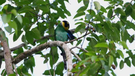 Perched-on-a-twig,-a-Long-tailed-Broadbill-Psarisomus-dalhousiae-is-flapping-its-tail-and-preening-its-wing-feathers