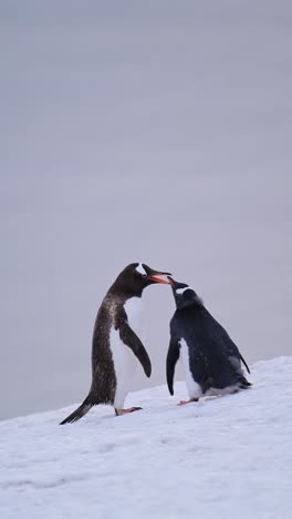 Pinguinküken-In-Der-Antarktis,-Mutter-Füttert-Baby,-Eselspinguine-Und-Wildlebende-Tiere-Und-Pflanzen-Der-Antarktis-Auf-Der-Antarktischen-Halbinsel,-Vertikales-Video-Für-Soziale-Medien,-Instagram-Reels-Und-Tiktok