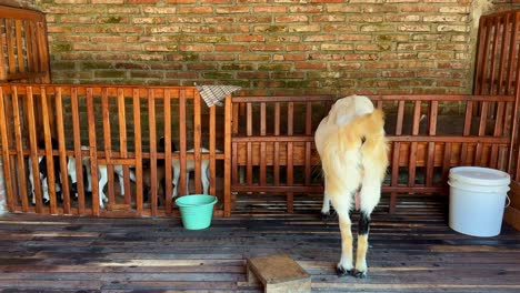 Las-Cabras-Etawa-Adultas-Están-Fuera-Del-Establo-De-Madera-Y-Las-Cabras-Bebés-Están-En-El-Establo