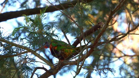 El-Loro-Arcoiris-Salvaje-Caminando-A-Lo-Largo-De-La-Rama-De-Un-árbol-De-Acacia,-Alimentándose-De-Néctar-Dulce,-Primer-Plano