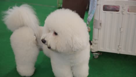 A-fluffy-white-poodle-stands-indoors-on-a-green-floor,-near-a-white-crate,-looking-to-the-side