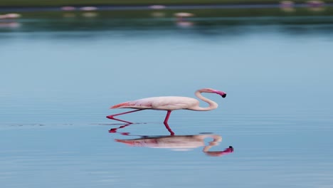 Flamingo-Walking-in-Tanzania-Lake-in-Africa,-Pink-Flamingos-Vertical-Video-for-Social-Media,-Instagram-Reels-and-Tiktok-in-Ngorongoro-Conservation-Area-in-Ndutu-National-Park-African-Wildlife-Safari