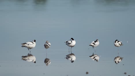 African-Birds-at-Ndutu-Lake-in-Africa-at-Ngorongoro-Conservation-Area-in-Ndutu-National-Park-in-Tanzania,-Pied-Avocet,-an-African-Wading-Bird-on-a-Wildlife-Safari,-Birdlife-Standing-in-Water