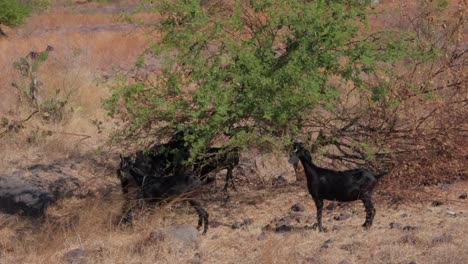 Manada-De-Animales-De-Cultivo-Negro,-Especie-Capra-Aegagrus-Hircus,-Hábitat-Asiático